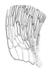 Rhaphidorrhynchium amoenum, alar cells. Drawn from K.A. Ford D/16, CHR 513670.
 Image: R.C. Wagstaff © Landcare Research 2016 